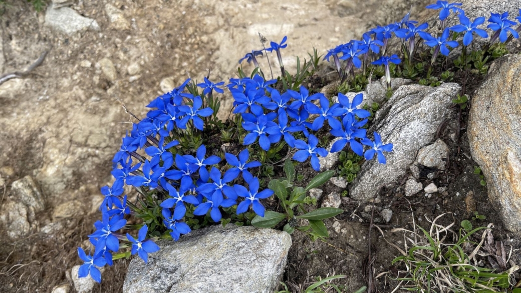 Gentiane de Bavière - Gentiana Bavarica 