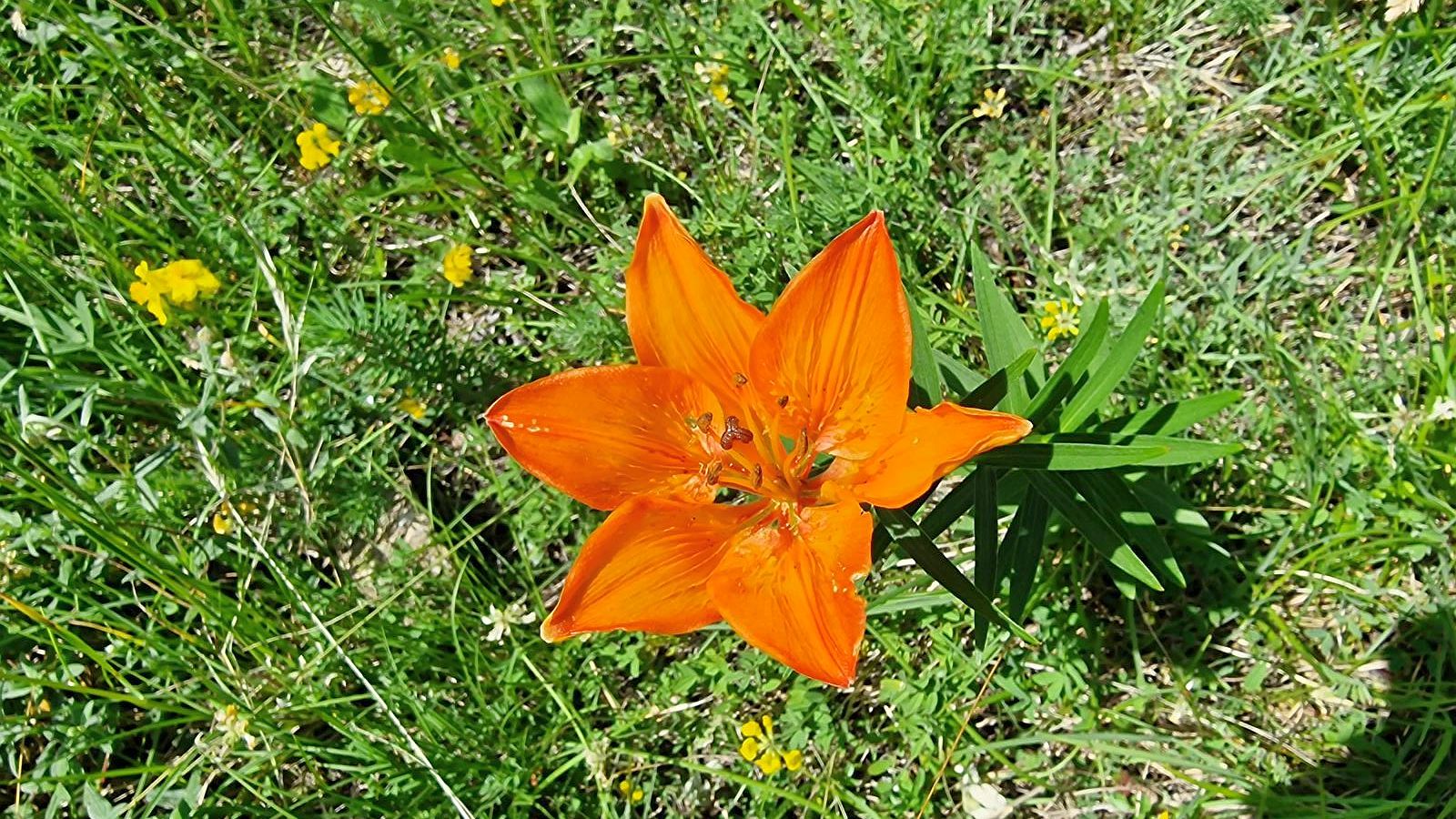 Lis Safrané – Lilium Bulbiferum