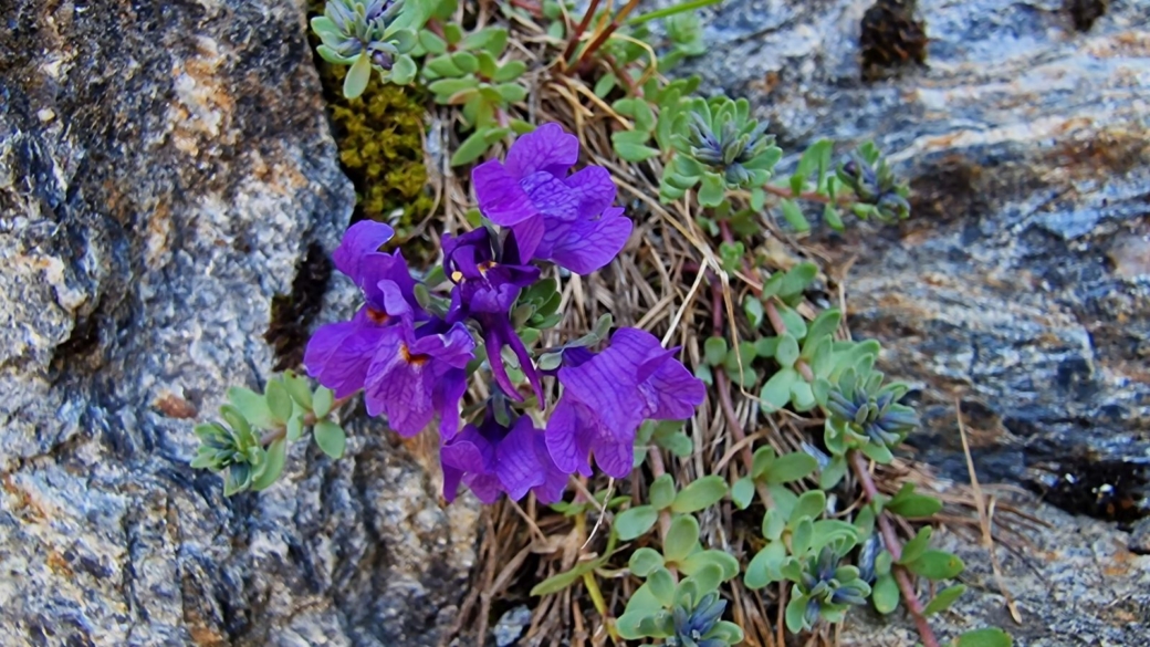 Linaire des Alpes - Linaria Alpina