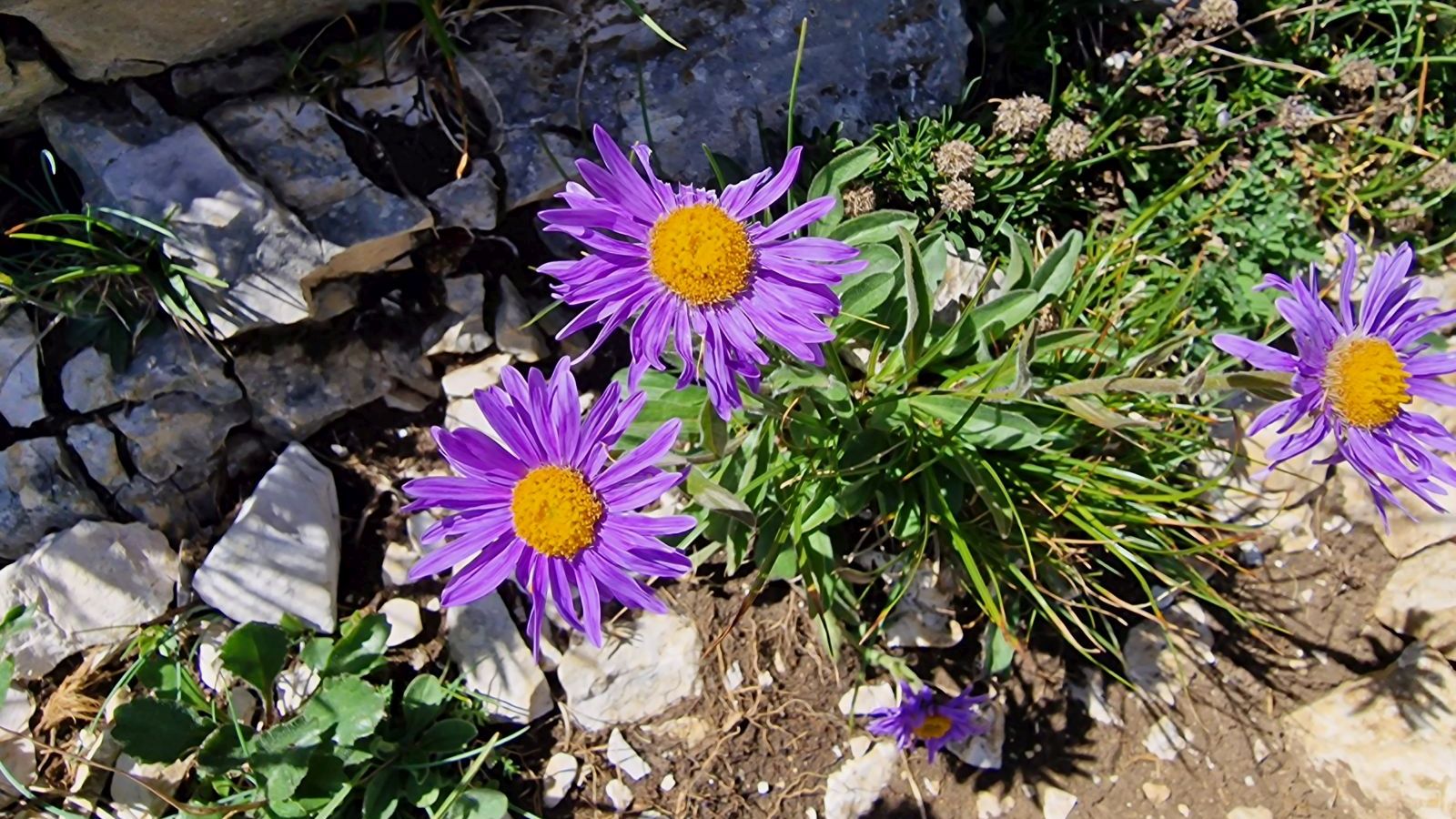 Aster des Alpes – Aster Alpinus