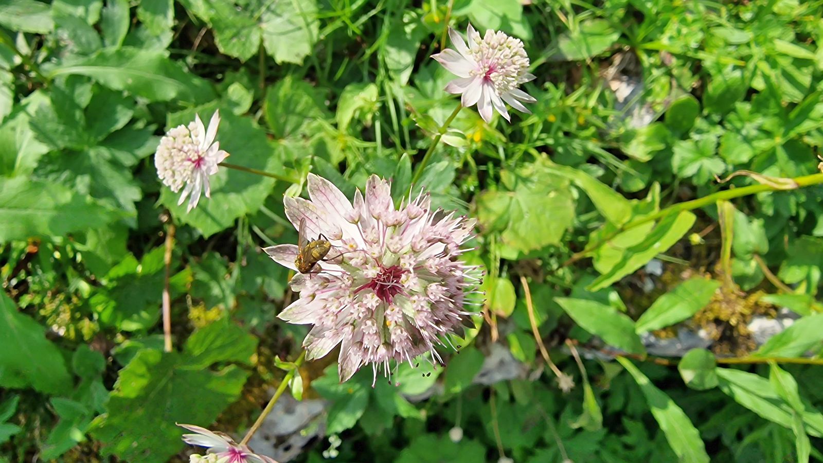 Grande Astrance – Astrantia Major