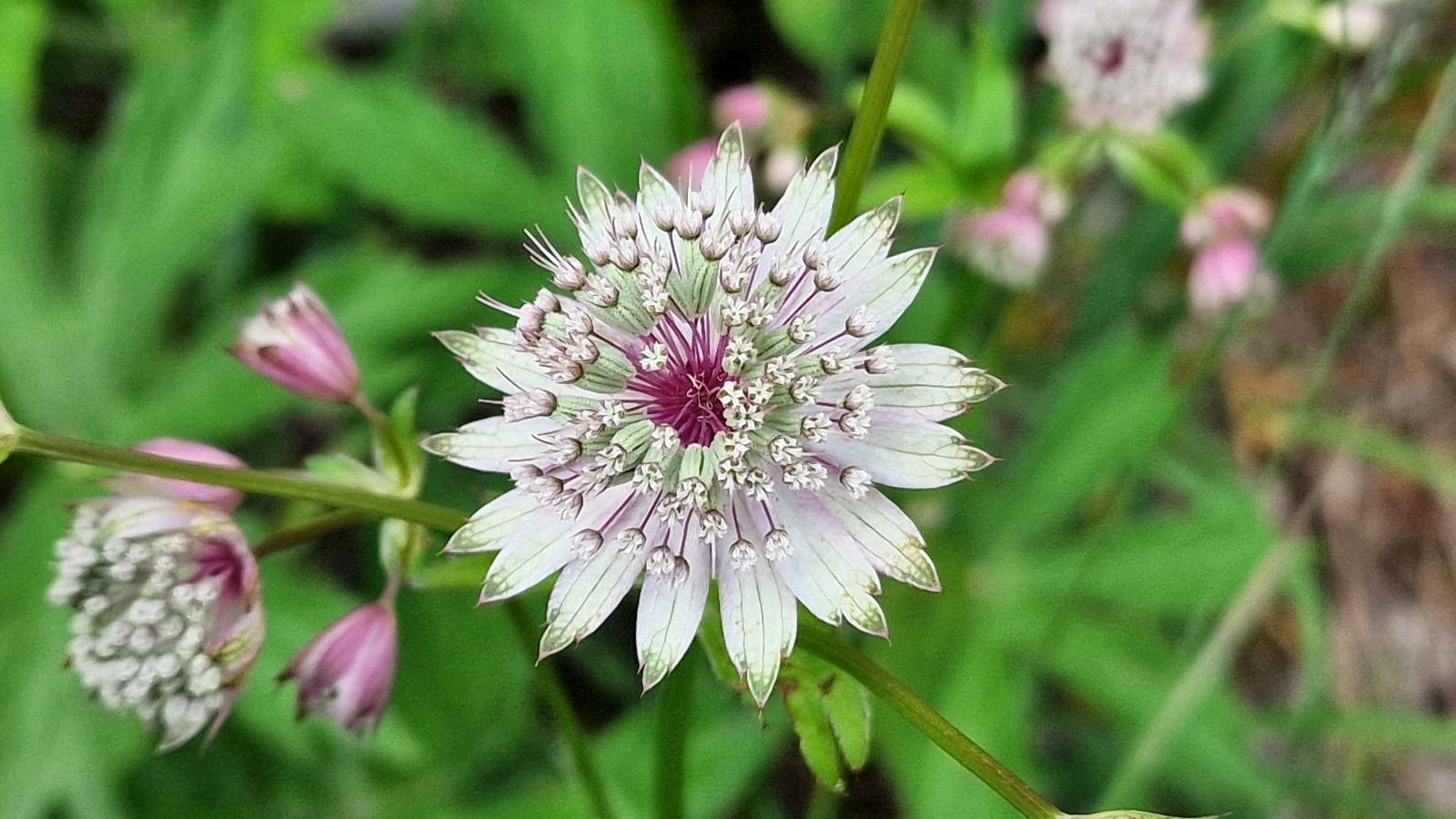 Grande Astrance – Astrantia Major