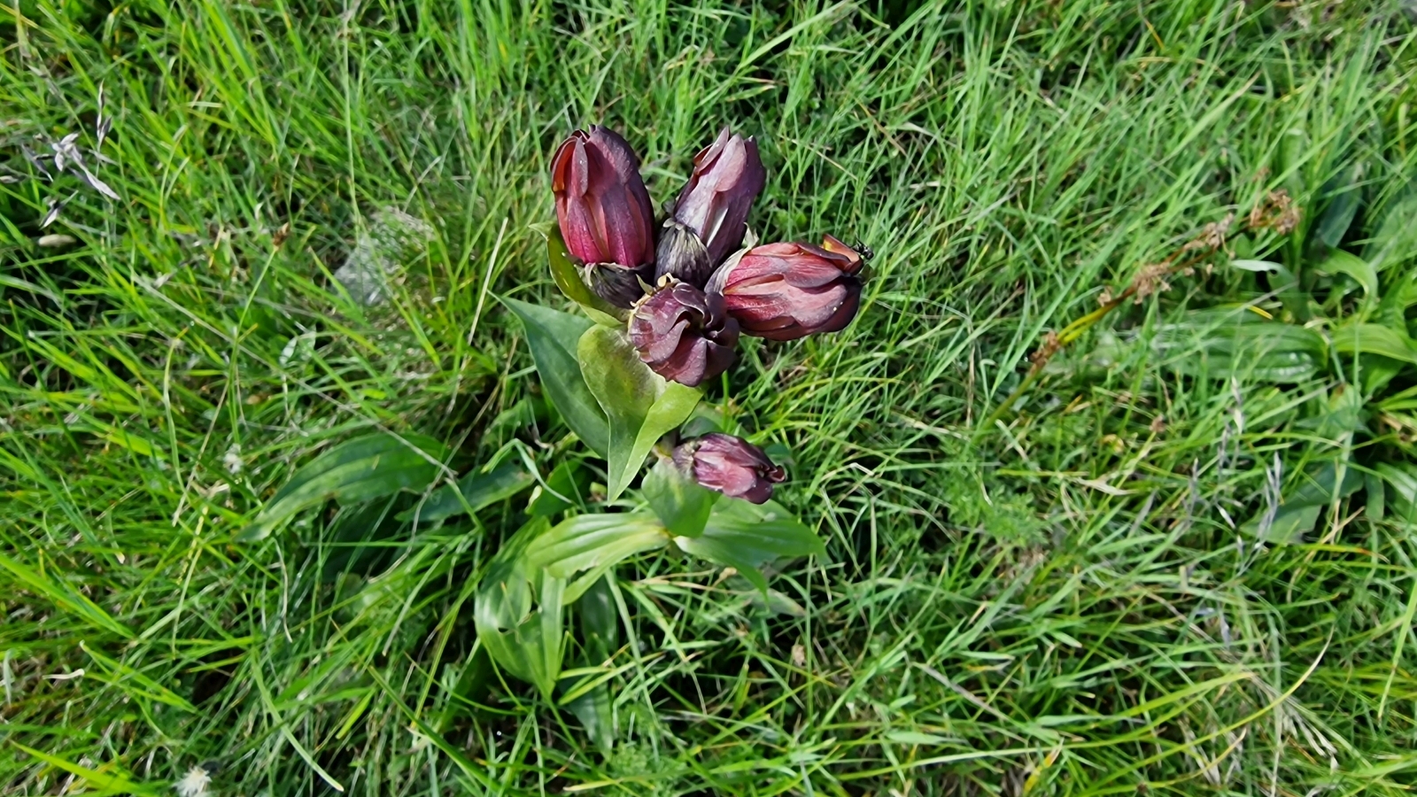 Gentiane Pourpre – Gentiana Purpurea