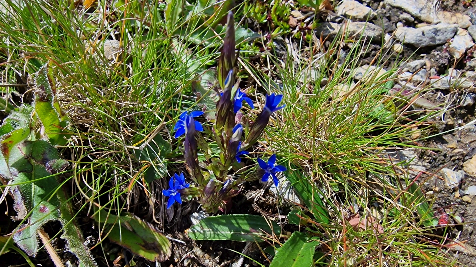 Gentiane des Neiges – Gentiana Nivalis