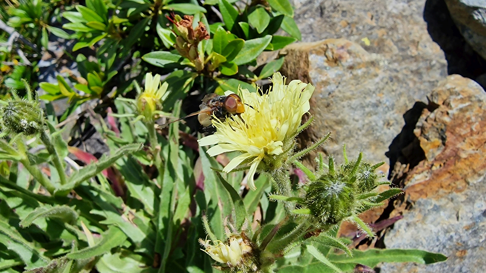 Epervière des Alpes – Hieracium Alpinum