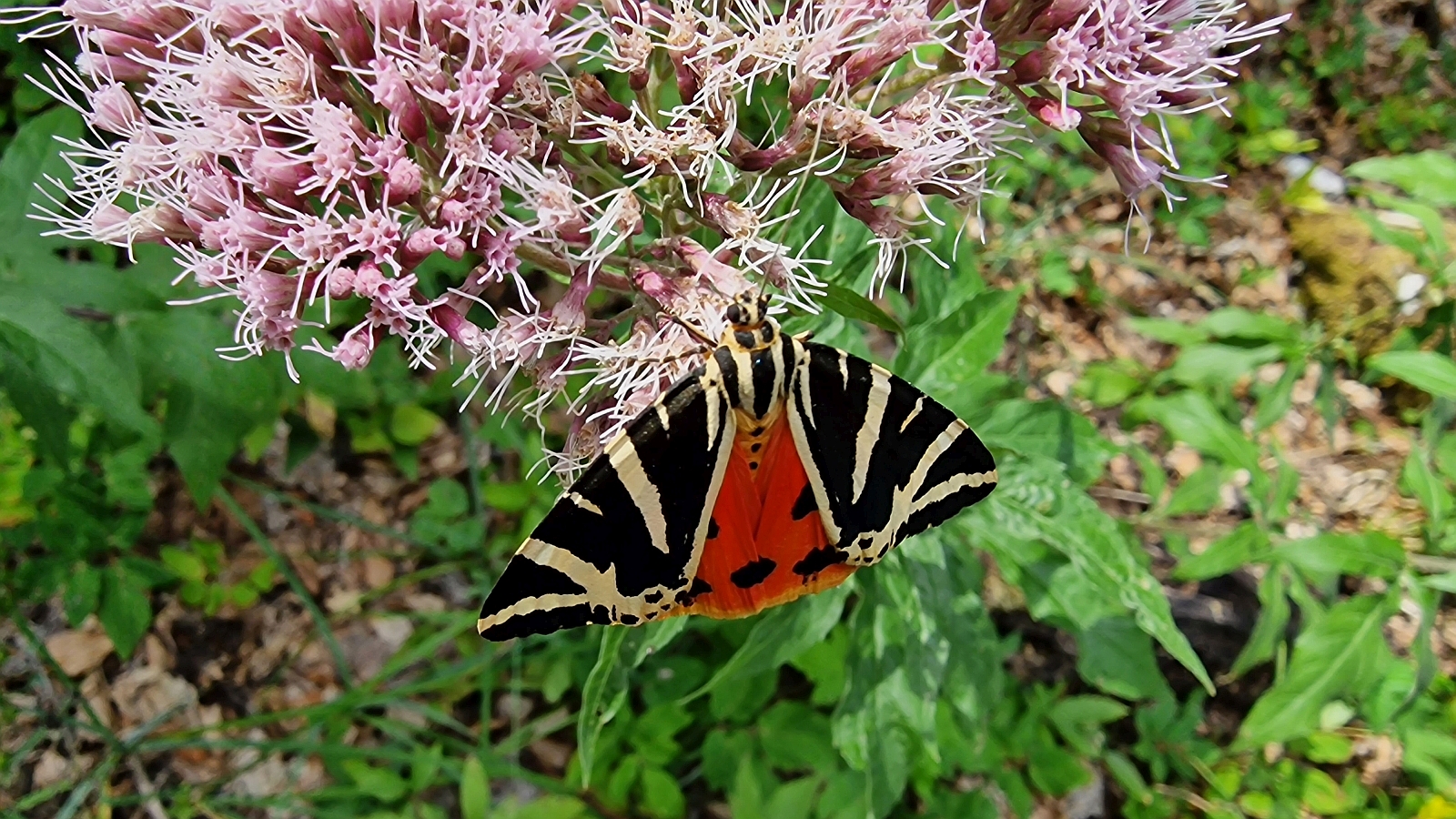 Eupatoire Chanvrine | Ecaille Chinée – Eupatorium Cannabinum | Euplagia Quadripunctaria