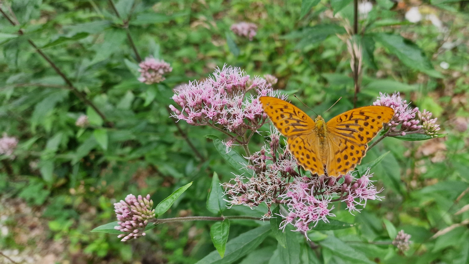 Eupatoire Chanvrine | Tabac d’Espagne – Eupatorium Cannabinum | Argynnis Paphia