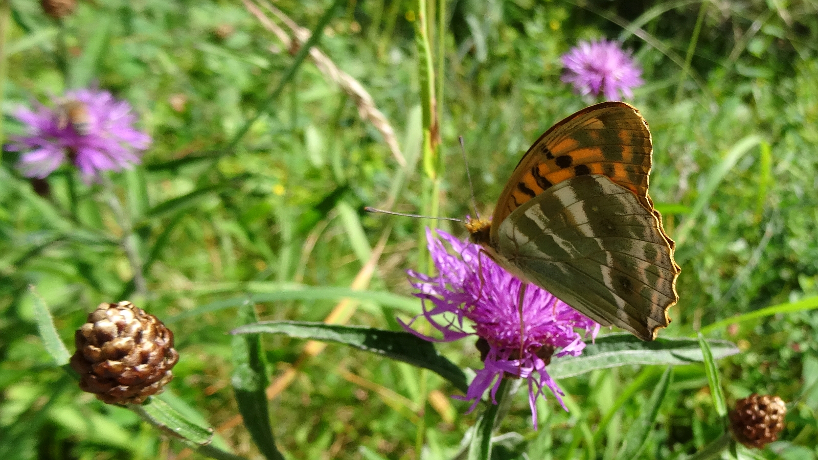 Cirse Commun | Tabac d’Espagne – Cirsium Vulgare | Argynnis Paphia