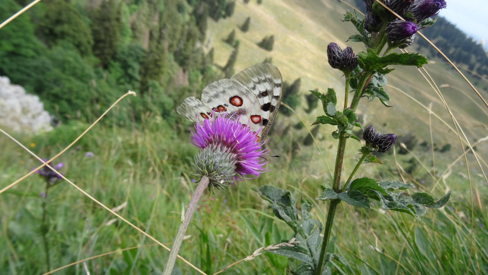 Cirse Commun | Apollon – Cirsium Vulgare |  Parnassius Apollo