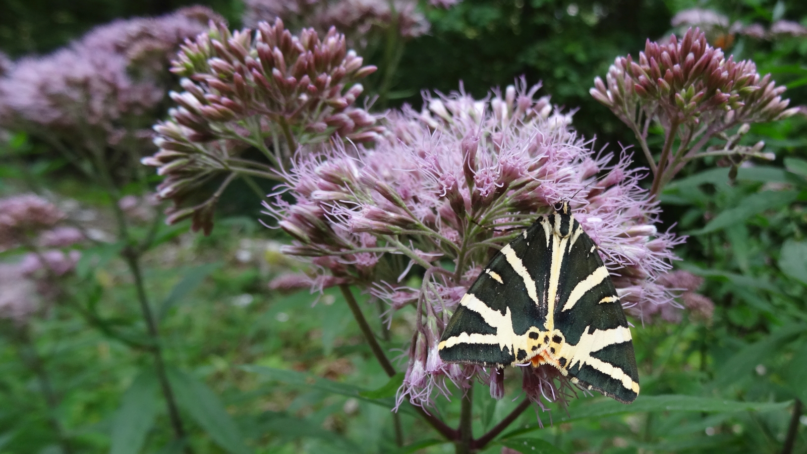 Eupatoire Chanvrine | Ecaille Chinée – Eupatorium Cannabinum | Euplagia Quadripunctaria