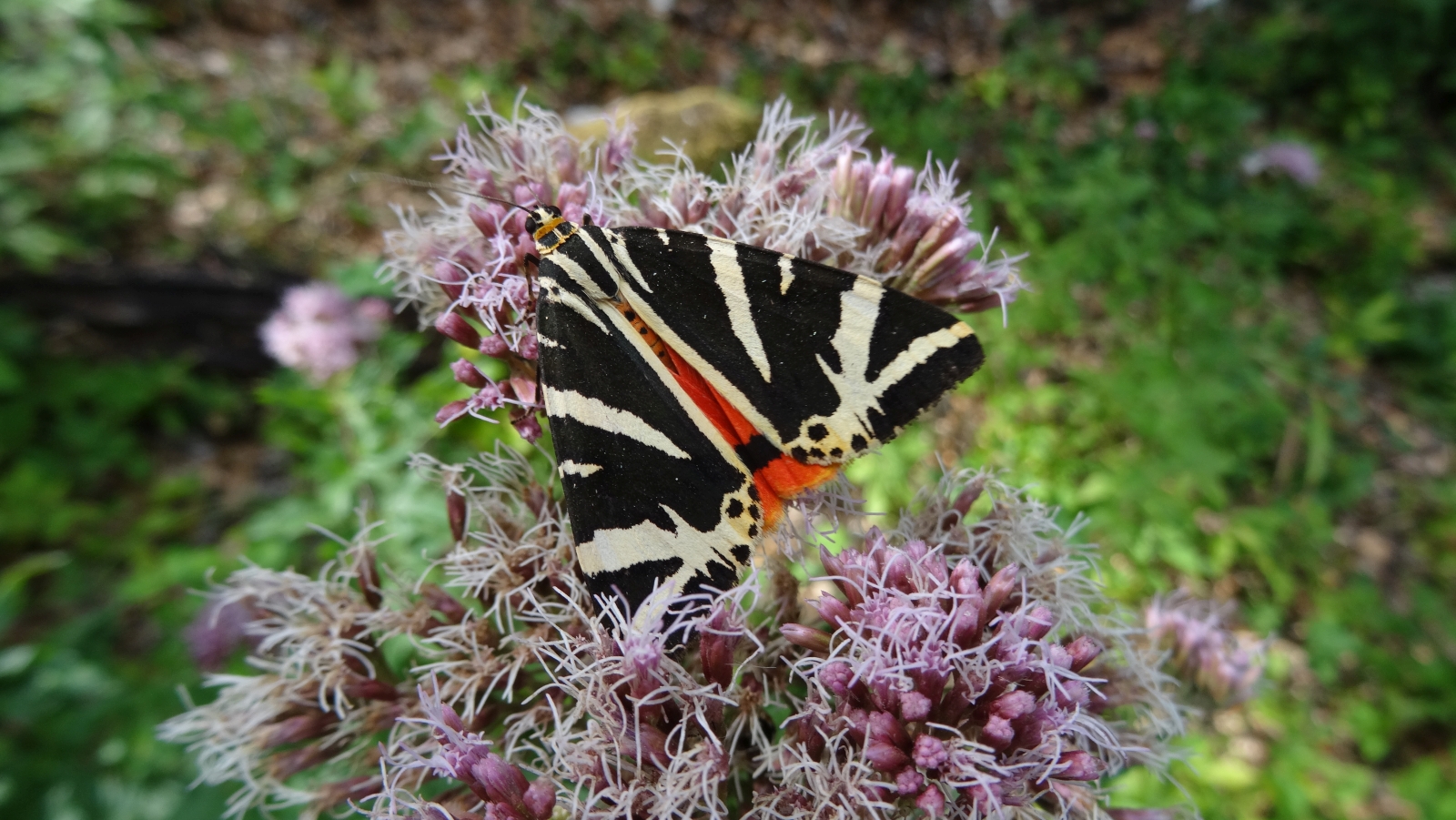 Eupatoire Chanvrine | Ecaille Chinée – Eupatorium Cannabinum | Euplagia Quadripunctaria