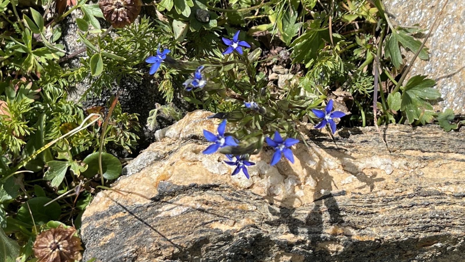 Gentiane des Neiges – Gentiana Nivalis