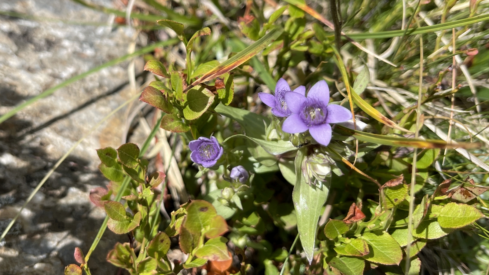 Gentiane des Champs – Gentianella Campestris