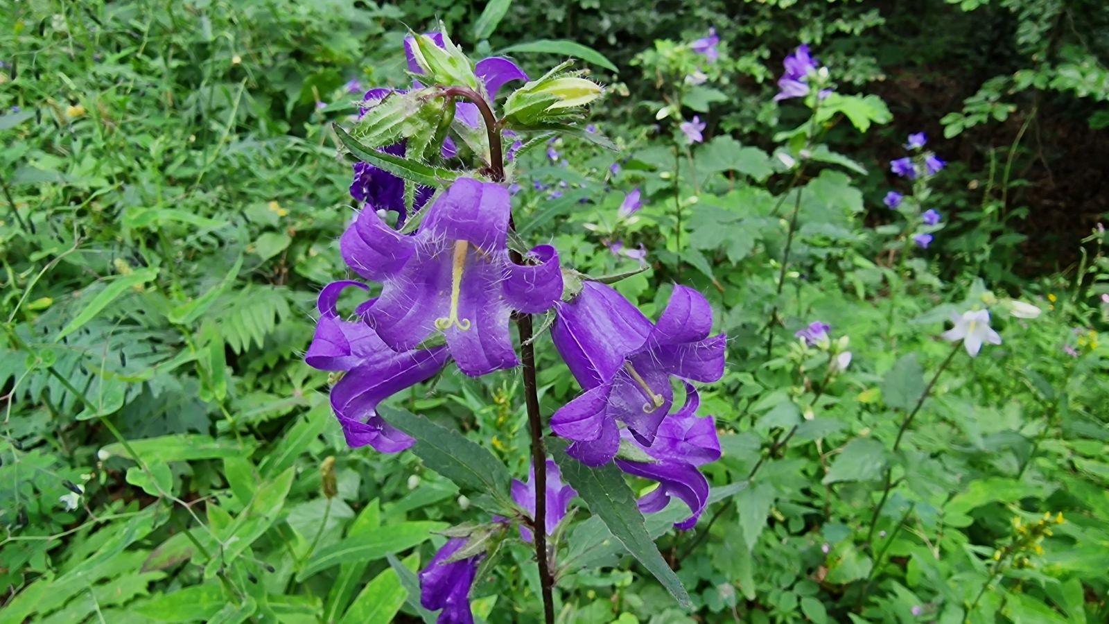 Campanule à Feuilles d’Ortie – Campanula Trachelium