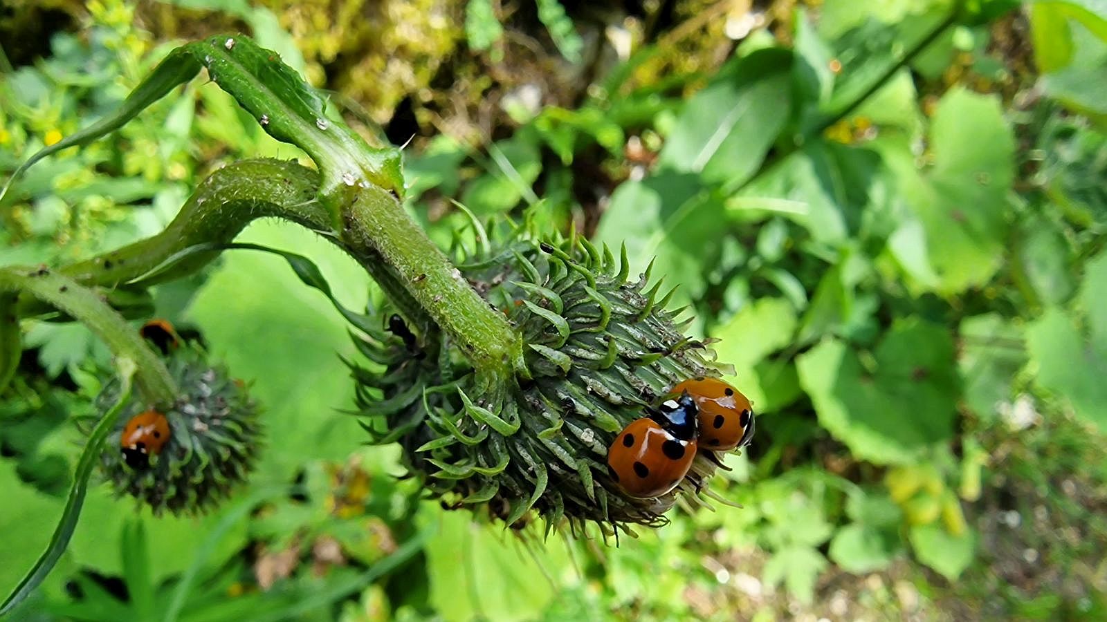 Cirse Glutineux- Cirsium Erisithales