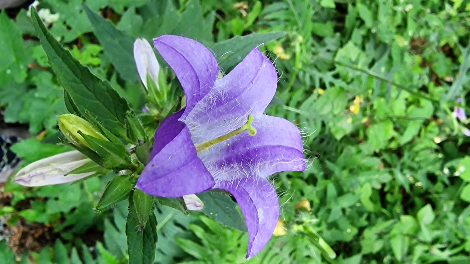 Campanule à Feuilles d’Ortie – Campanula Trachelium