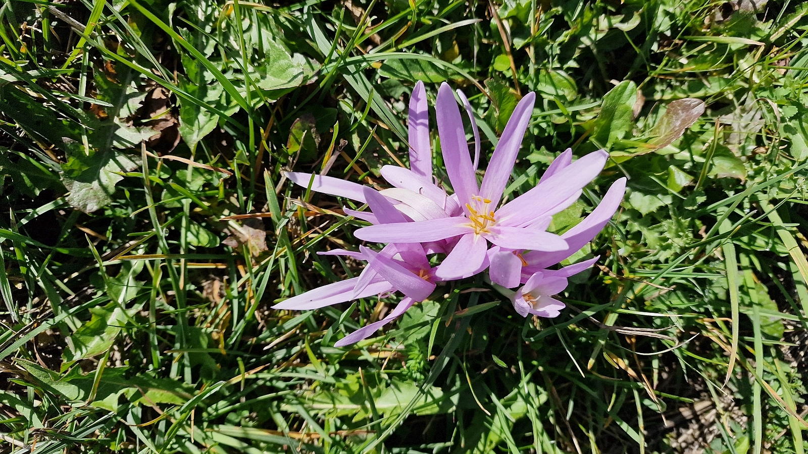 Colchique – Colchicum