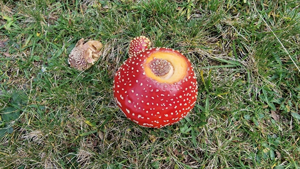 Amanite Tue-Mouche - Amanita Muscaria