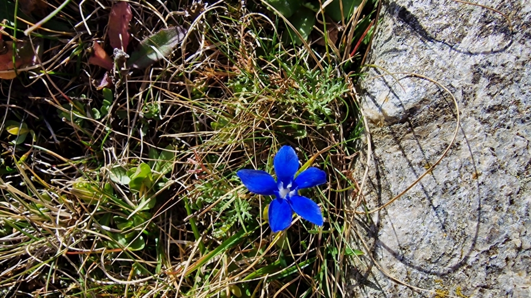 Gentiane des Neiges - Gentiana nivalis