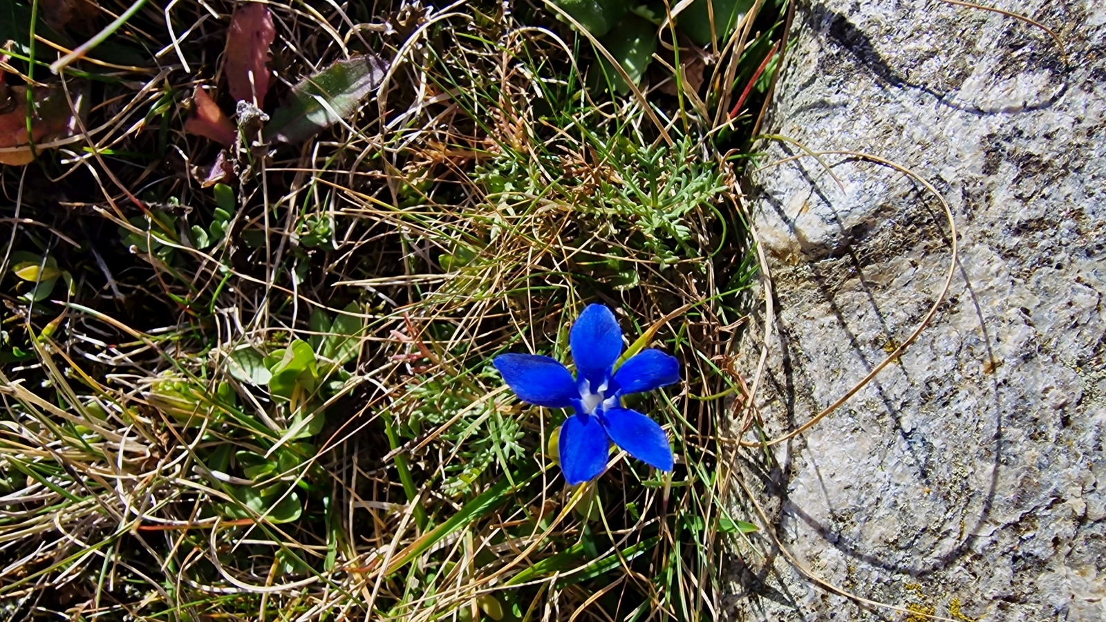 Gentiane des Neiges – Gentiana nivalis