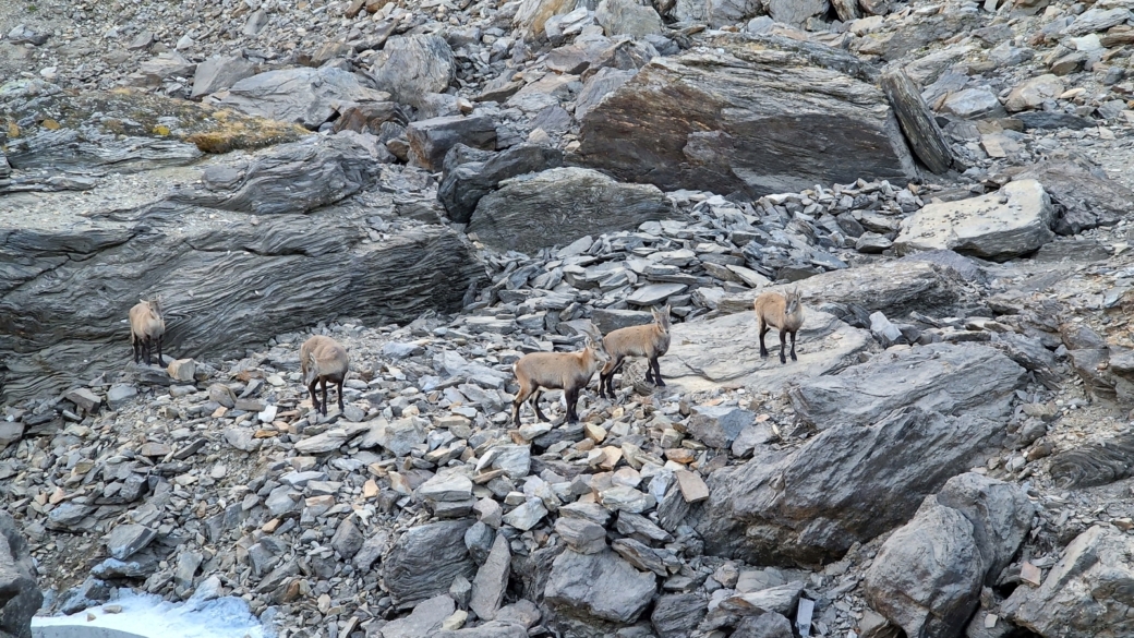 Chamois - Rupicapra rupicapra