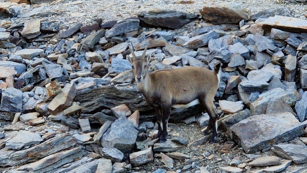 Chamois - Rupicapra rupicapra