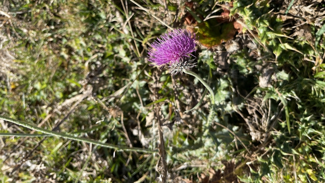 Chardon Décapité - Carduus Defloratus