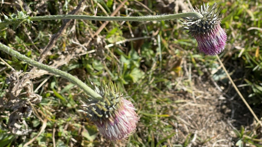 Chardon Décapité - Carduus Defloratus