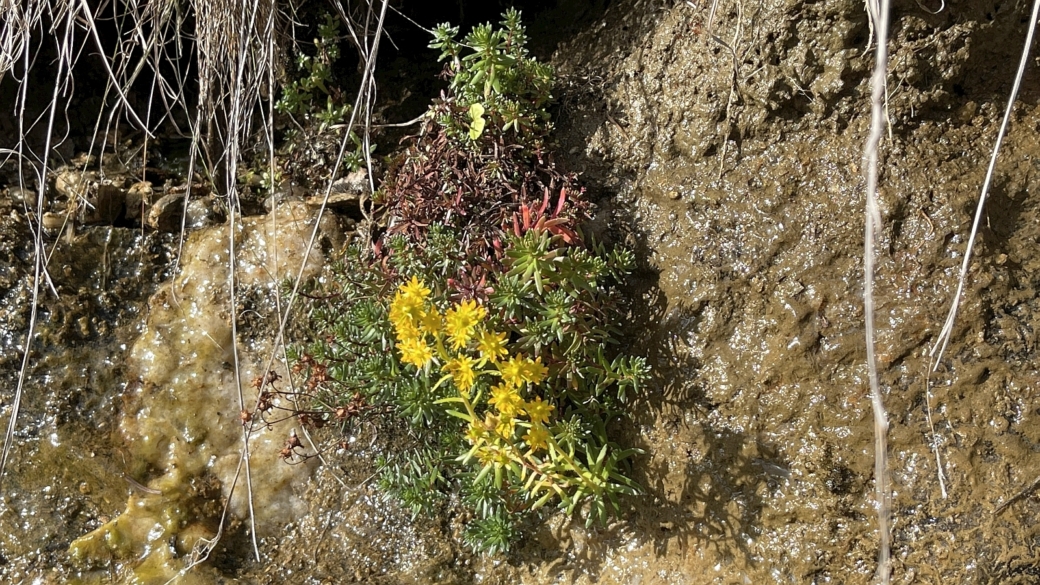 Saxifrage des Ruisseaux - Saxifraga Aizoides