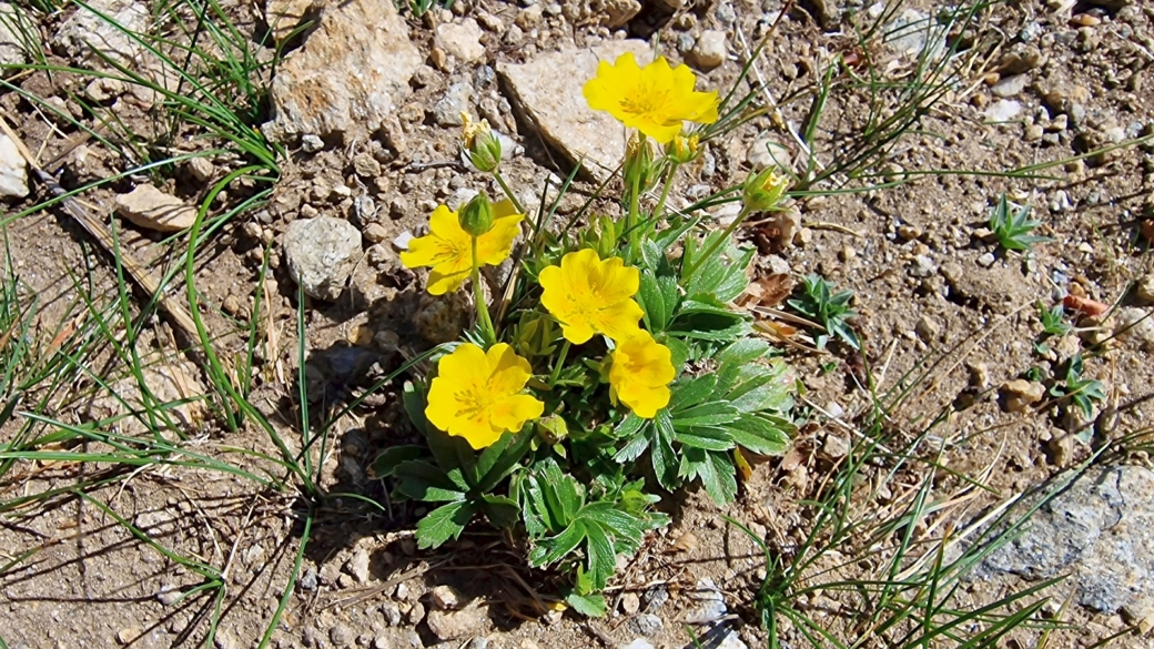 Potentille Dorée - Potentilla Aurea