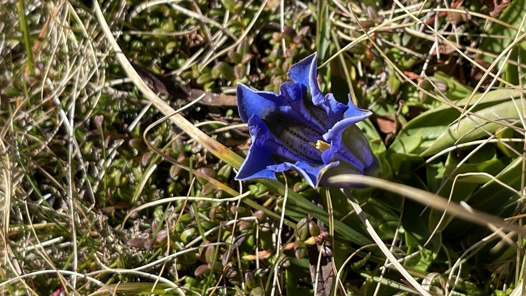 Gentiane Acaule - Gentiana Acaulis