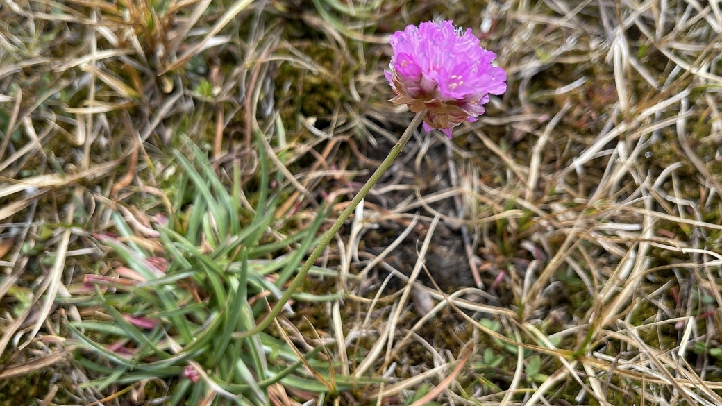 Arméria des Alpes - Armeria Alpina