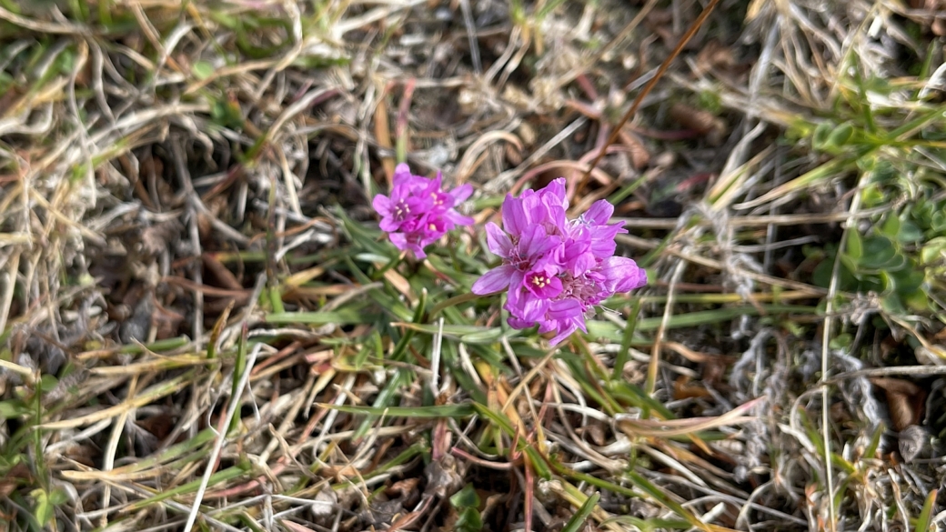 Arméria des Alpes - Armeria Alpina