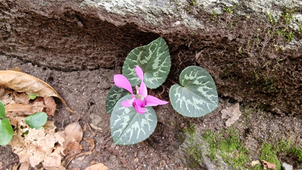 Cyclamen - Cyclamen Purpurascens