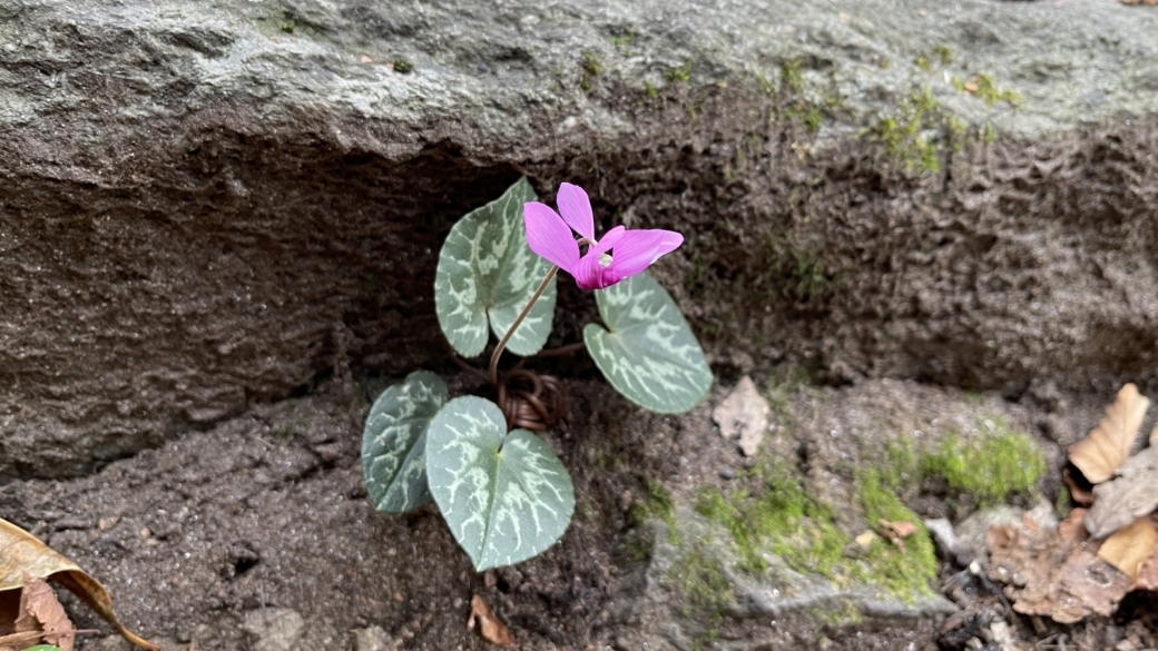 Cyclamen - Cyclamen Purpurascens