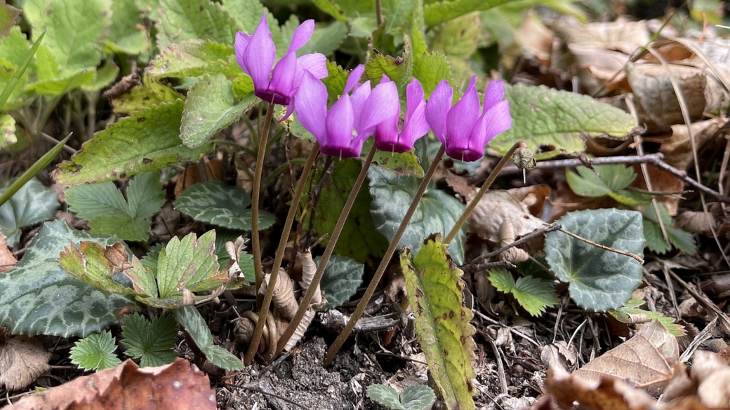 Cyclamen - Cyclamen Purpurascens