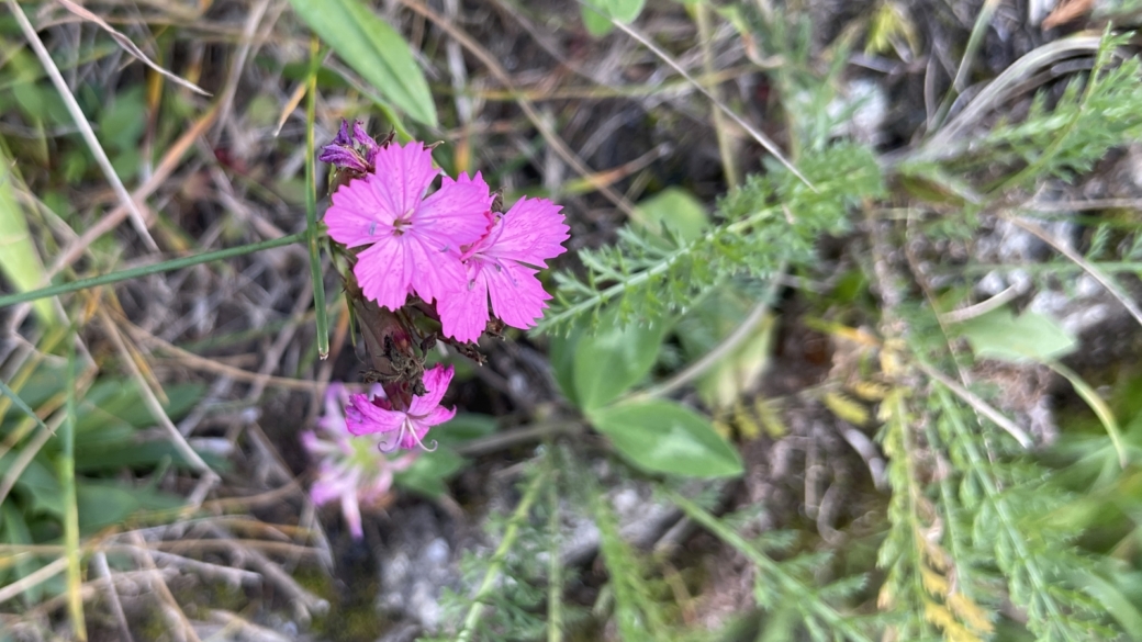 Oeillet - Dianthus