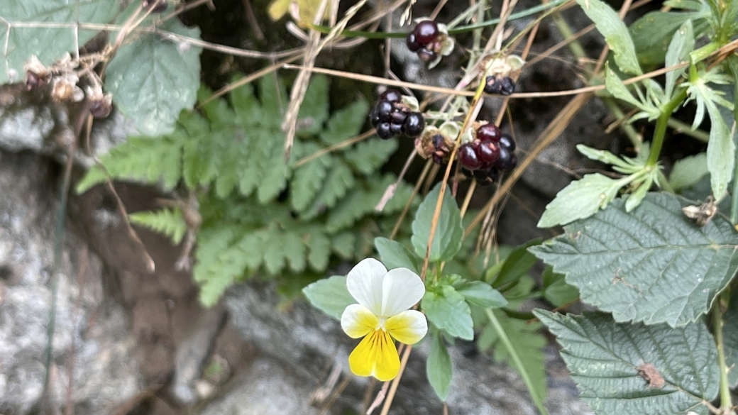 Pensée Tricolore - Viola Tricolor