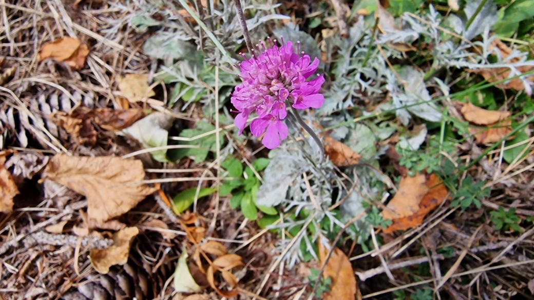 Scabieuse Colombaire - Scabiosa Columbaria