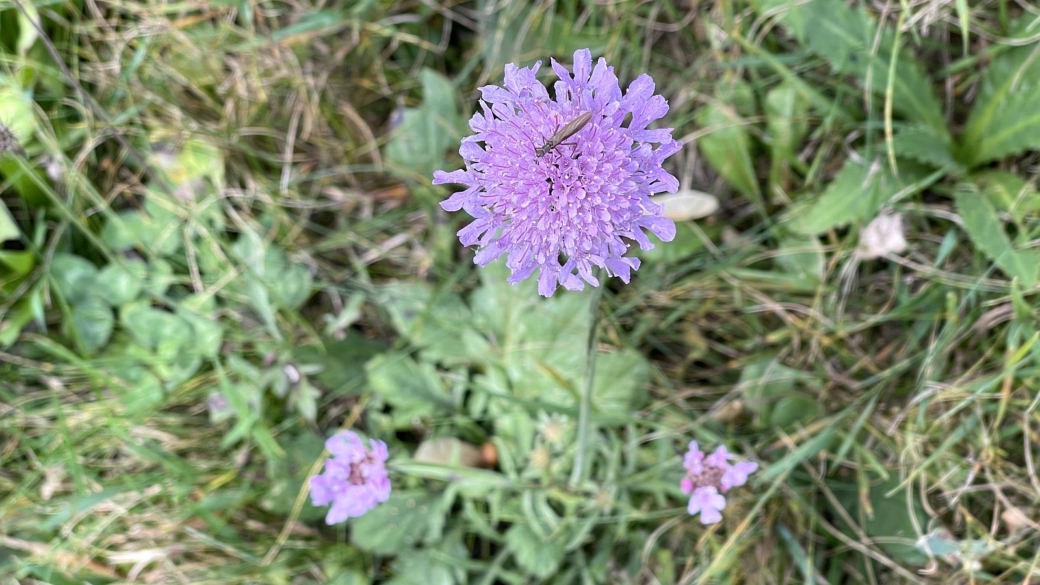 Scabieuse Luisante - Scabiosa Lucida