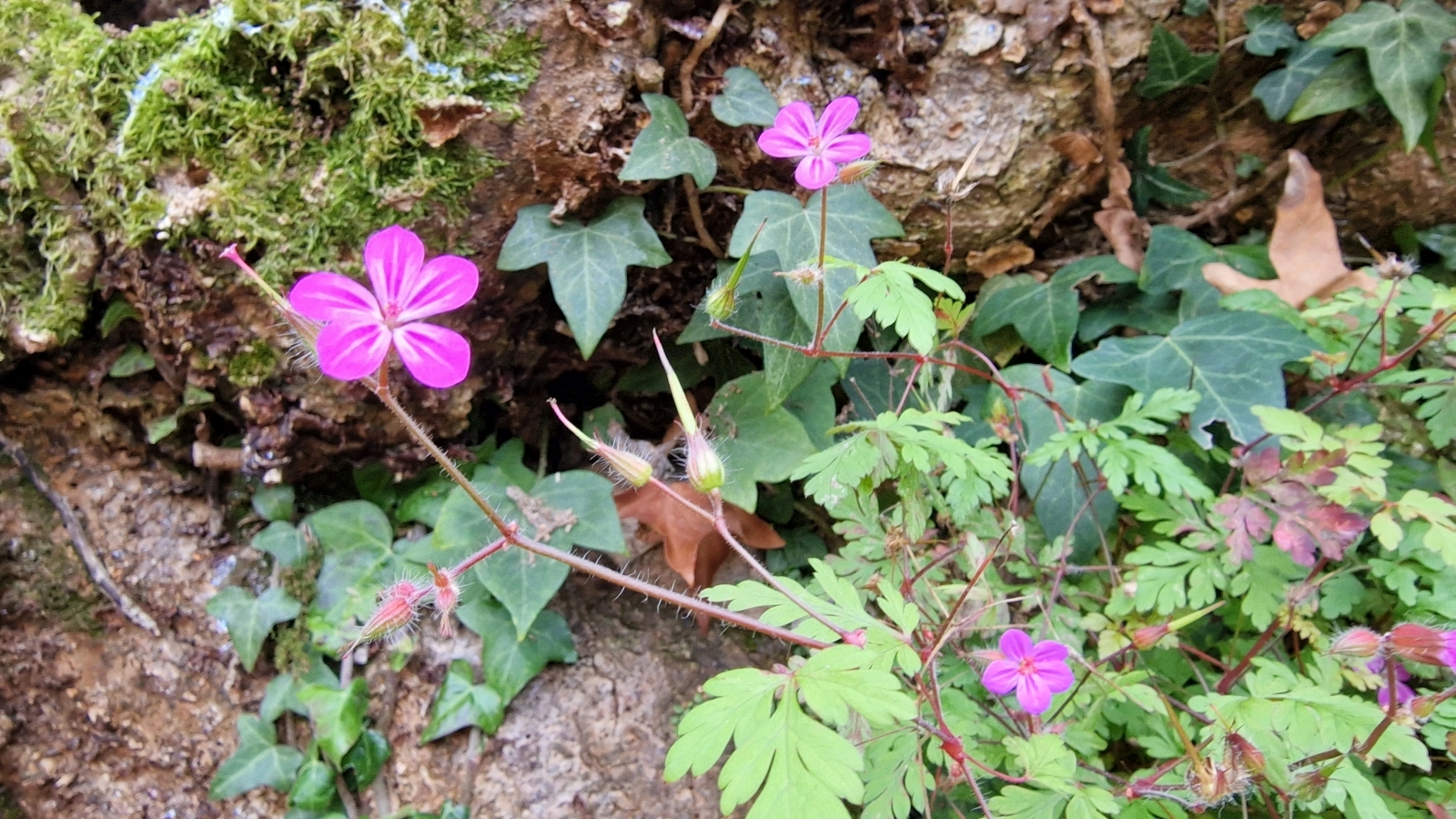 Géranium herbe à Robert – Geranium robertianum