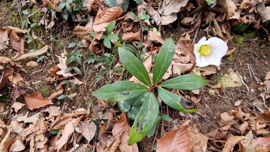 Rose de Noël - Helleborus Niger