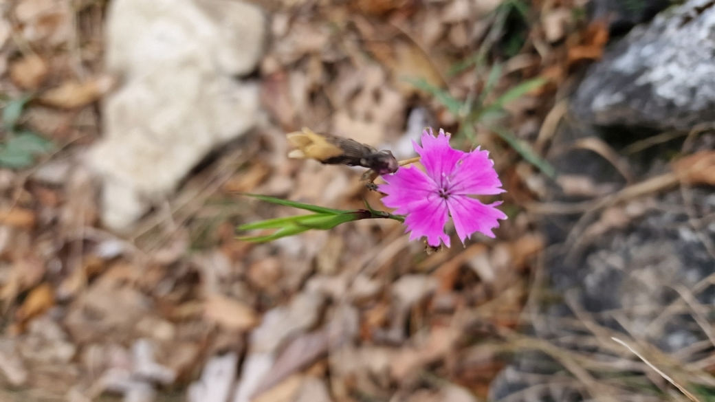 Oeillet des Chartreux - Dianthus Carthusianorum