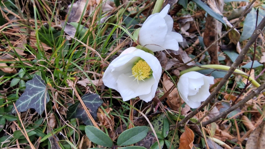 Rose de Noël - Helleborus Niger