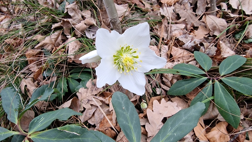 Rose de Noël - Helleborus Niger