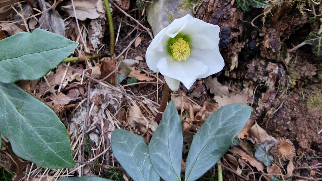 Rose de Noël - Helleborus Niger