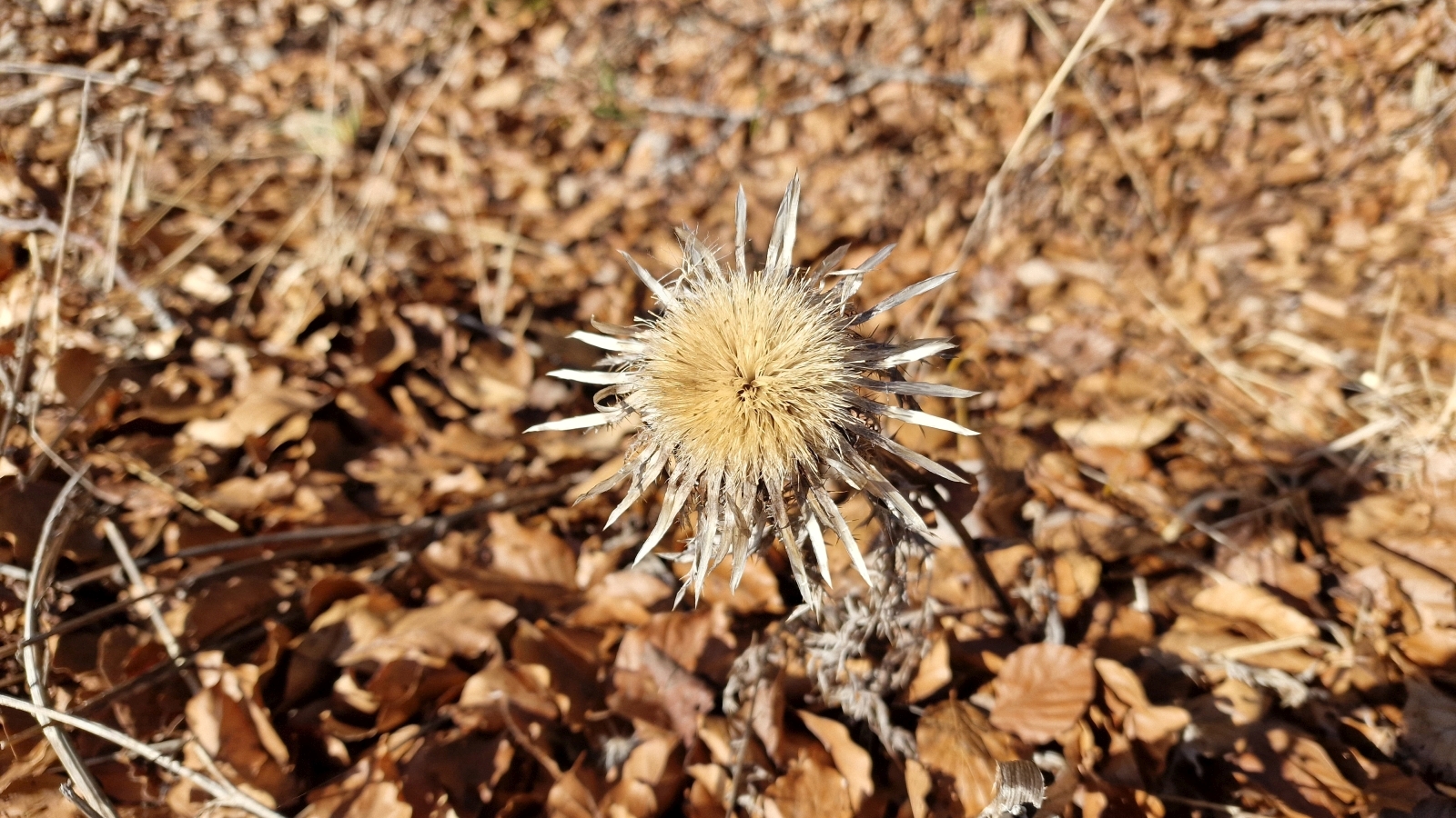 Carline Commune – Carlina Vulgaris