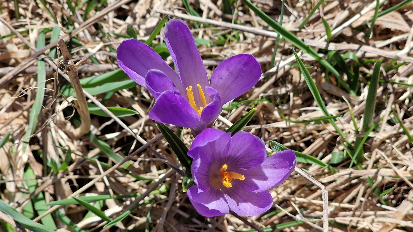 Crocus – Crocus Albiflorus