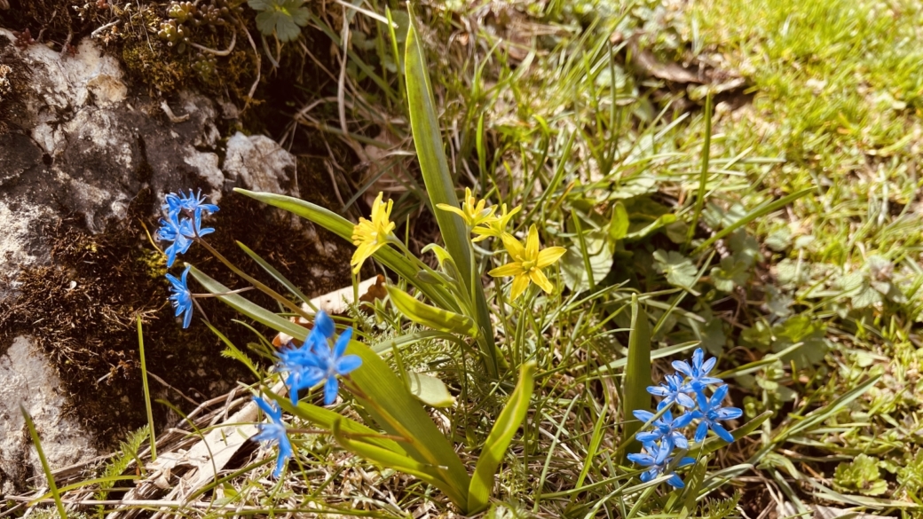 Etoile Jaune Commune - Gagea Lutea | Scille à deux Feuilles - Scilla Bifolia