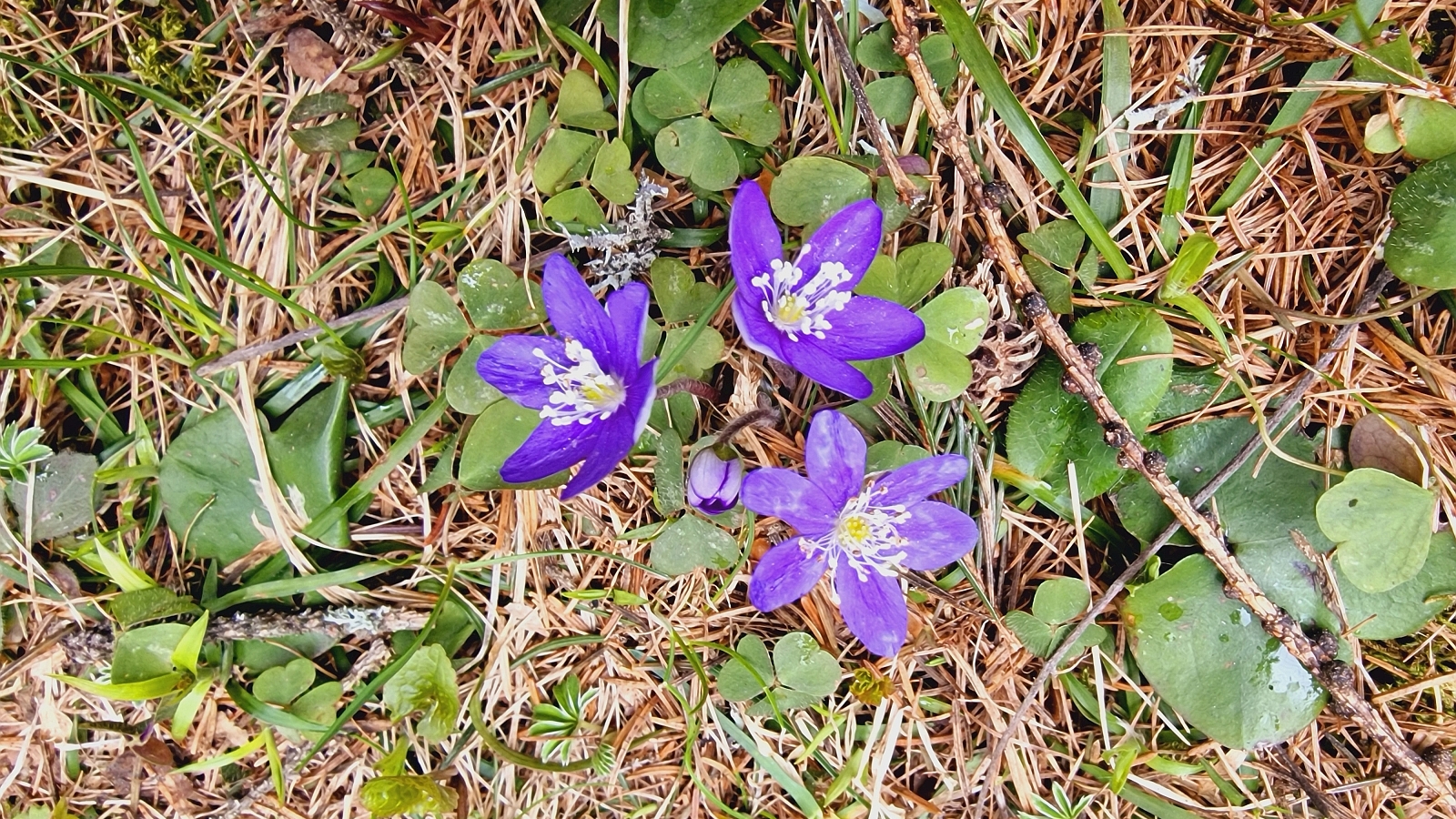 Hépatique à trois lobes – Hepatica Nobilis